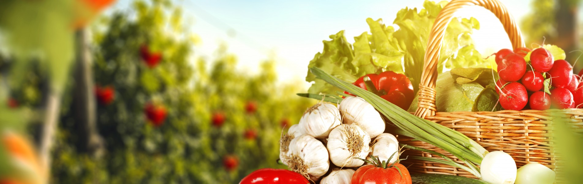 Fruit and Vegetable Wholesaler WA Martins Produce site Build