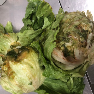 ROTTEN LETTUCE