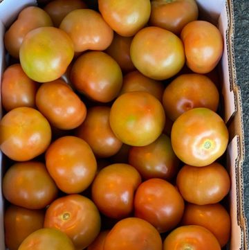 Local Tomatoes 2020