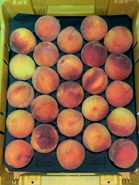 Peaches 25 count Sunpick
