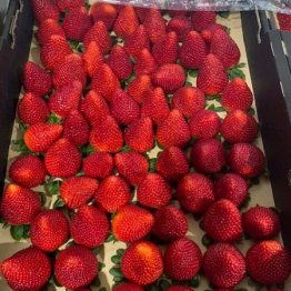 24-8-20-strawberrys-loose
