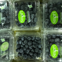 BLUEBERRYS WA