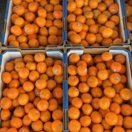 21-5-20-clementine-mandarins
