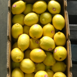 23-3-18 LEMONS