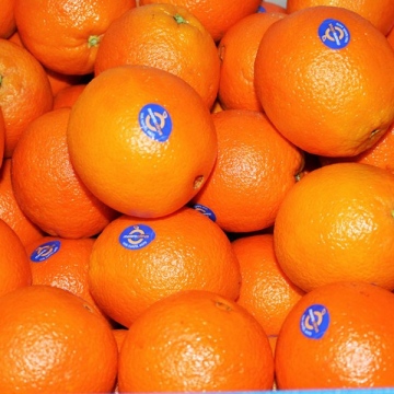 Citrus