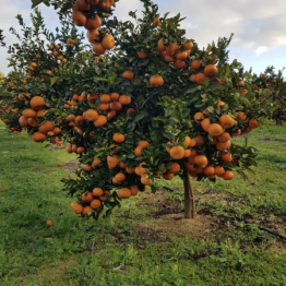 0E0C9443-1008-40AE-ACD6-531A2AF58C2F