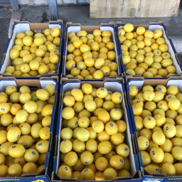 1-2-19 LEMONS WA BULK