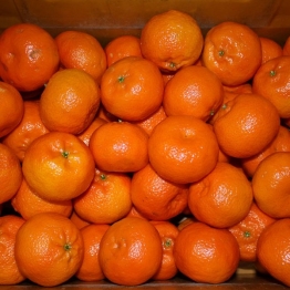 CLEMENTINE-MANDARIN1