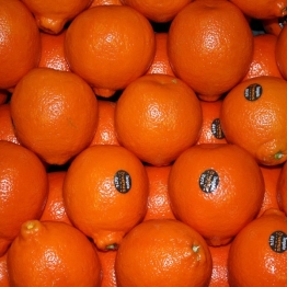 TANGELLO