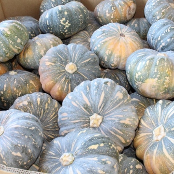 Fruiting Vegetables and Curcubits