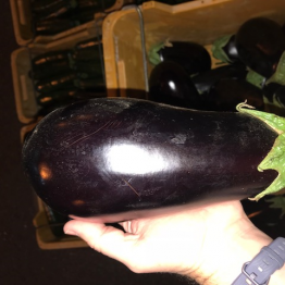 15-2-19 egg plant