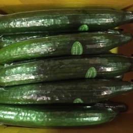 BURPLESS-CUCUMBERS