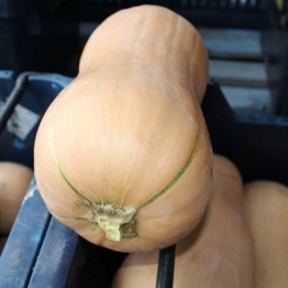 BUTTERNUT