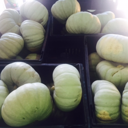 GREY PUMPKIN