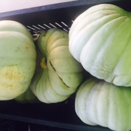 GREY PUMPKIN1