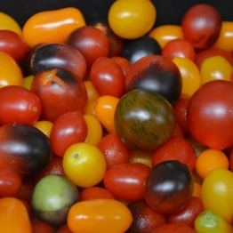 MIXED COLOURED CHERRY AND GRAPE