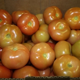 N1-TOMATOES