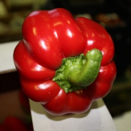 RED-CAPSICUM