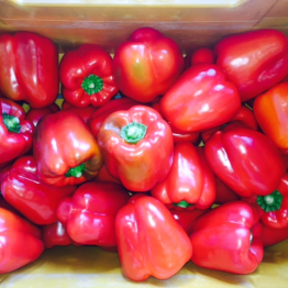RED CAPSICUM1