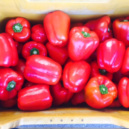 RED CAPSICUM2