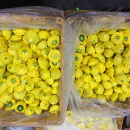 SQUASH