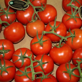 TRUSS TOMATOES1