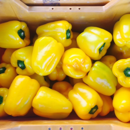 YELLOW CAPSICUM