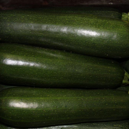 ZUCCHINI1