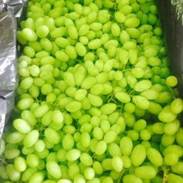 WHITE SEEDLESS GRAPES2