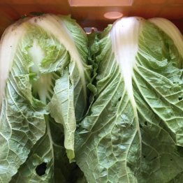 CHINESE-CABBAGE