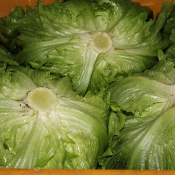 Leafy, Herbs and Brassica Vegetables