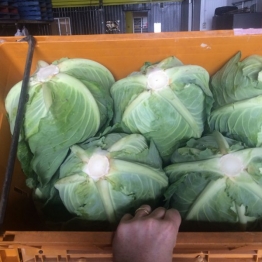 CABBAGE