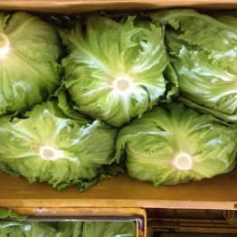 GROWER-DIRECT-LETTUCE1