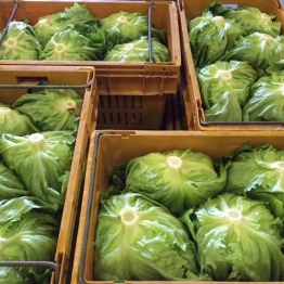 GROWERS-DIRECT-LETTUCE