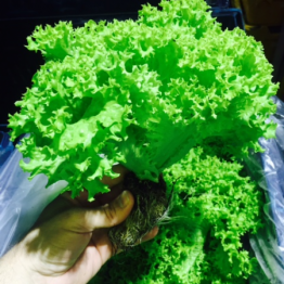 LETTUCE GREEN CORAL