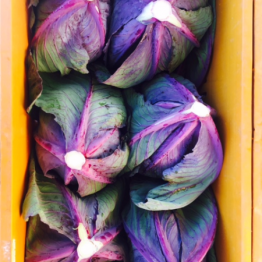 RED CABBAGE