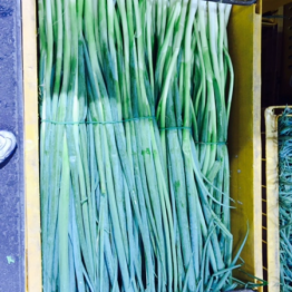 SPRING ONIONS
