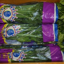 CELERY--CASTRO