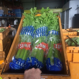 CELERY