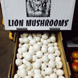 MUSHROOMS LOCAL