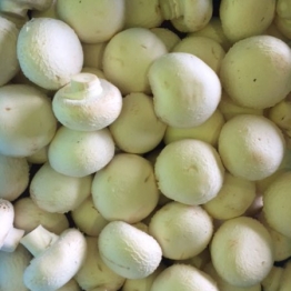 MUSHROOMS