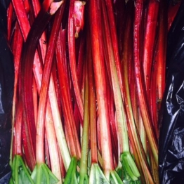 RHUBARB