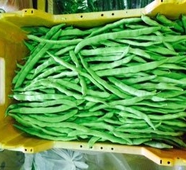 RUNNER-BEANS