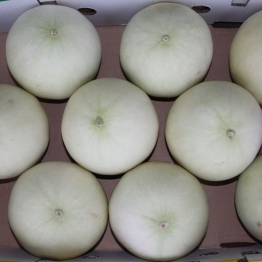 HONEY-DEW
