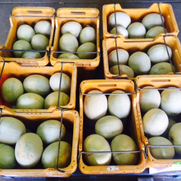 ROCKMELON2
