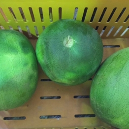 SEEDLESS-WATERMELON