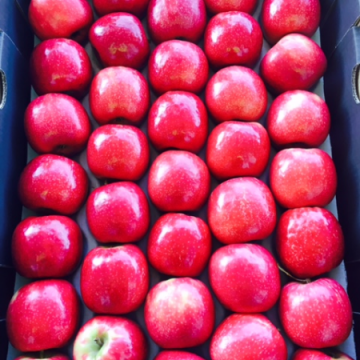 Pome Fruit