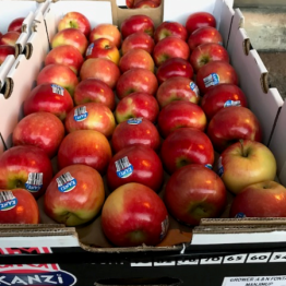 25-3-19 KANZI APPLES