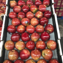 APPLE HI EARLY 19-3-18