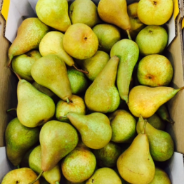 BOSCH PEARS